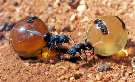 مورچه های شگفت انگیزی که عسل تولید می کنند