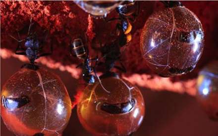 مورچه های شگفت انگیزی که عسل تولید می کنند