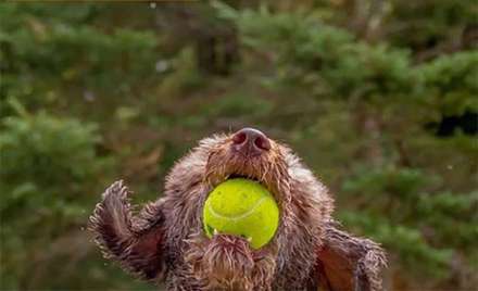 کمدی حیوانات خانگی