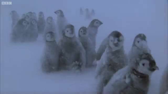 تصاویری از پنگوئن های زیبای قطب