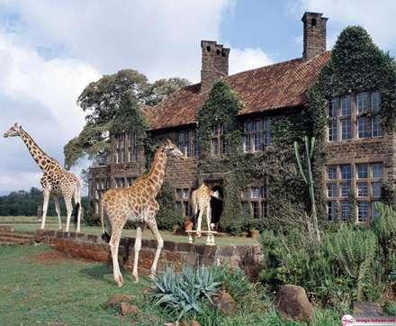 اقامت شگفت انگیز با فیل و زرافه در این هتل ها