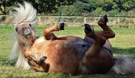 کمدی حیوانات خانگی