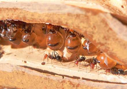 مورچه های شگفت انگیزی که عسل تولید می کنند