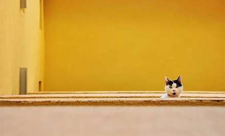 کمدی حیوانات خانگی