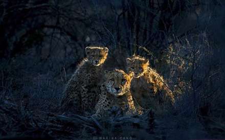 دوستی ها و رفاقت های جالب در دنیای حیوانات