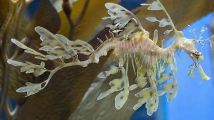 موجودات عجیب و غریب دریایی که باید ببینید