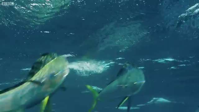 تصاویر بی نظیری از پرواز هیجان انگیز ماهی های پرنده