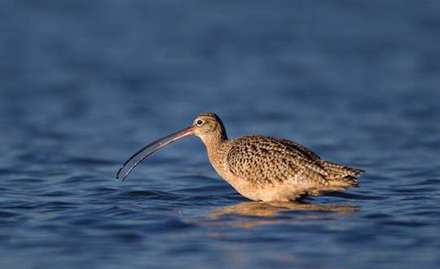 پرنده هایی با منقارهای باورنکردنی