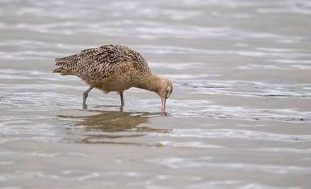 پرنده هایی با منقارهای باورنکردنی