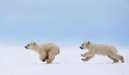 دوستی ها و رفاقت های جالب در دنیای حیوانات