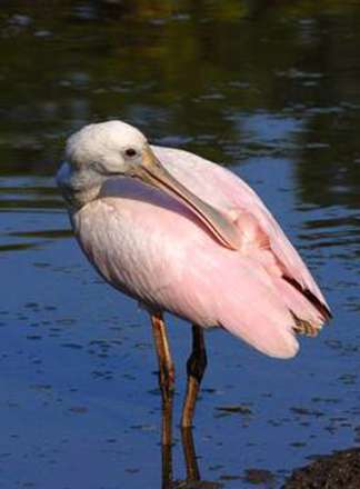 پرنده هایی با منقارهای باورنکردنی