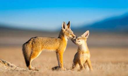 دوستی ها و رفاقت های جالب در دنیای حیوانات