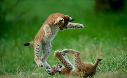 دوستی ها و رفاقت های جالب در دنیای حیوانات