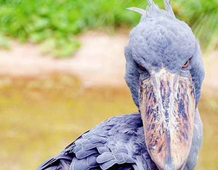 پرنده هایی با منقارهای باورنکردنی