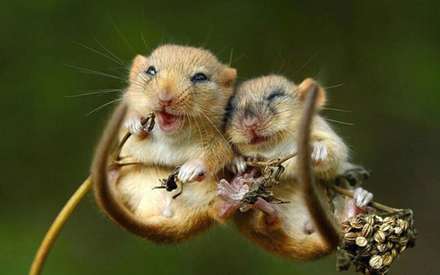 دوستی ها و رفاقت های جالب در دنیای حیوانات