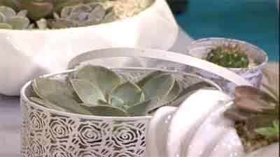 گیاه ساکولن