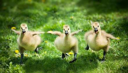 دوستی ها و رفاقت های جالب در دنیای حیوانات