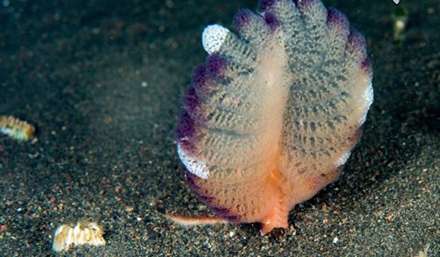 موجودات عجیب و غریب دریایی که باید ببینید