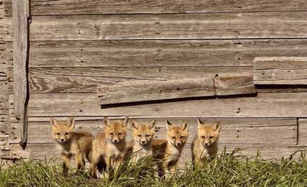 دوستی ها و رفاقت های جالب در دنیای حیوانات