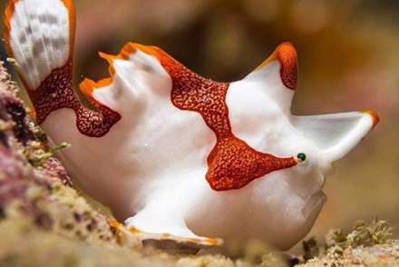 موجودات عجیب و غریب دریایی که باید ببینید