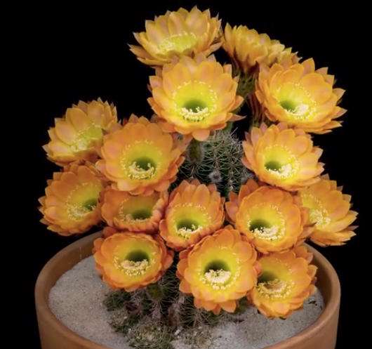 گل دادن کاکتوس