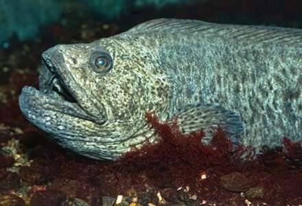 موجودات عجیب و غریب دریایی که باید ببینید