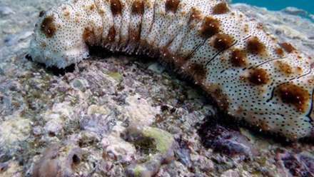 موجودات عجیب و غریب دریایی که باید ببینید