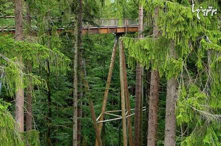 طولانی ترین مسیر جهان از بالای درختان