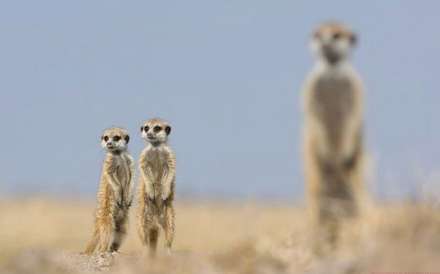 دوستی ها و رفاقت های جالب در دنیای حیوانات