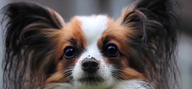 پنج باور اشتباه درباره حیوانات