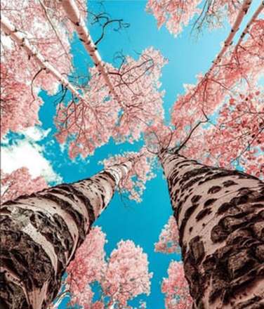 بُرش های سحرانگیز از گوشه و کنار جهان