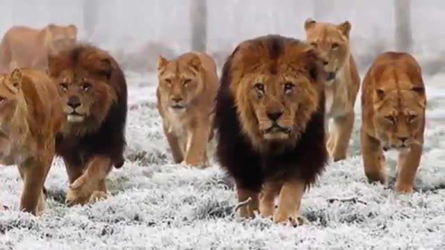 حقیقت‌های جالب در مورد شیرها که نمیدانستید؟