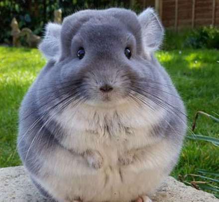 حیوان عجیبی که گران ترین پوست دنیا را دارد