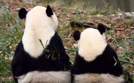 عکس هایی از حیوانات که پُر از انرژی مثبت می باشند