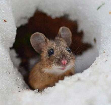 عکس هایی از حیوانات که پُر از انرژی مثبت می باشند