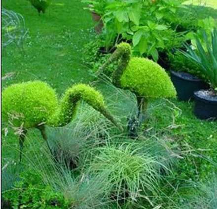 تصاویری زیبا از تلفیق خلاقیت و هنر باغبانی