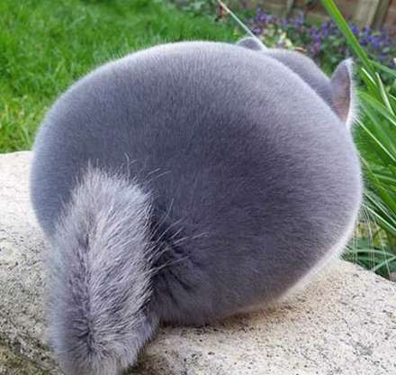 حیوان عجیبی که گران ترین پوست دنیا را دارد