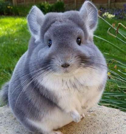 حیوان عجیبی که گران ترین پوست دنیا را دارد