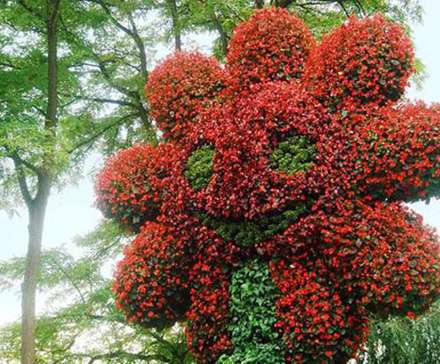 تصاویری زیبا از تلفیق خلاقیت و هنر باغبانی