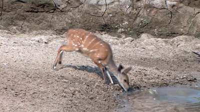 فرار آهو از چنگ تمساح