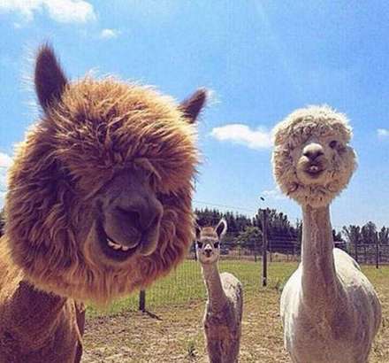 عکس هایی از حیوانات که پُر از انرژی مثبت می باشند