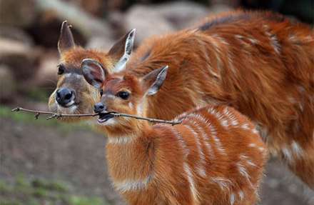 عکس هایی از حیوانات که پُر از انرژی مثبت می باشند