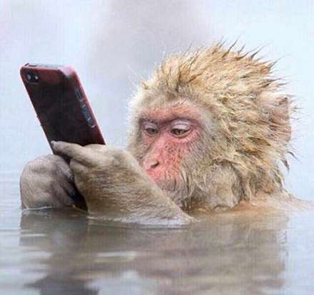 عکس هایی از حیوانات که پُر از انرژی مثبت می باشند