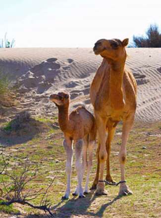 عکس هایی از حیوانات که پُر از انرژی مثبت می باشند
