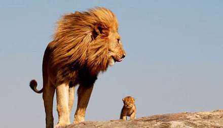 عکس هایی از حیوانات که پُر از انرژی مثبت می باشند