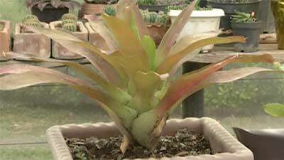 گیاه لینداریوم