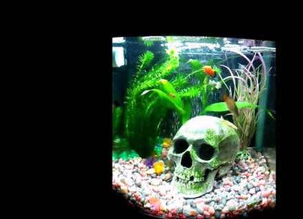 نمونه‌هایی از آکواریوم‌های خانگی