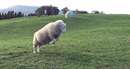 تنها گوسفند فوتبالیست دنیا سوژه شد