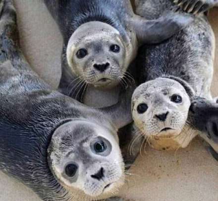 عکس هایی از حیوانات که پُر از انرژی مثبت می باشند