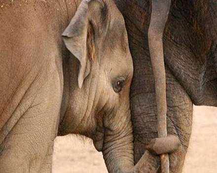 حیوان ها هم عاشق می شوند